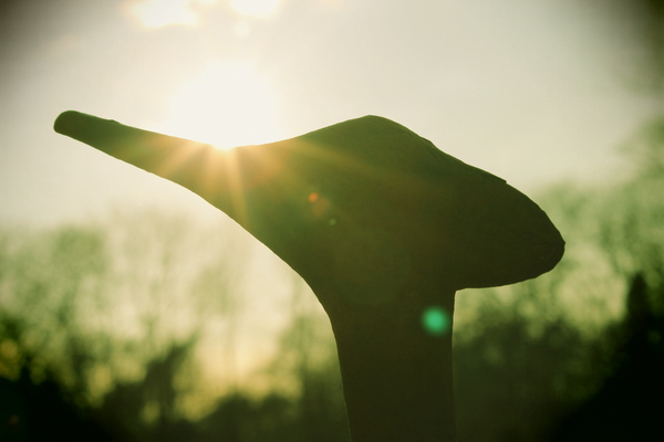 Product picture Duck In The Sunset